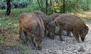 Odstrzał dzików w Warszawie bez limitu? Jest nowa uchwała