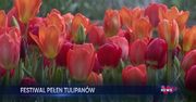 Niezwykły festiwal kwiatów. Miłośnicy tulipanów powinni to zobaczyć