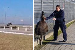 Nietypowy gość. Na lotnisku pojawił się struś