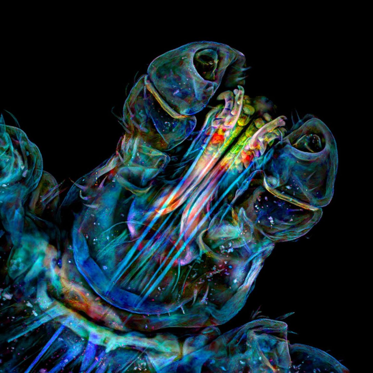 Małe jest piękne. Oto zwycięskie zdjęcia konkursu Nikon Small World 2021 7