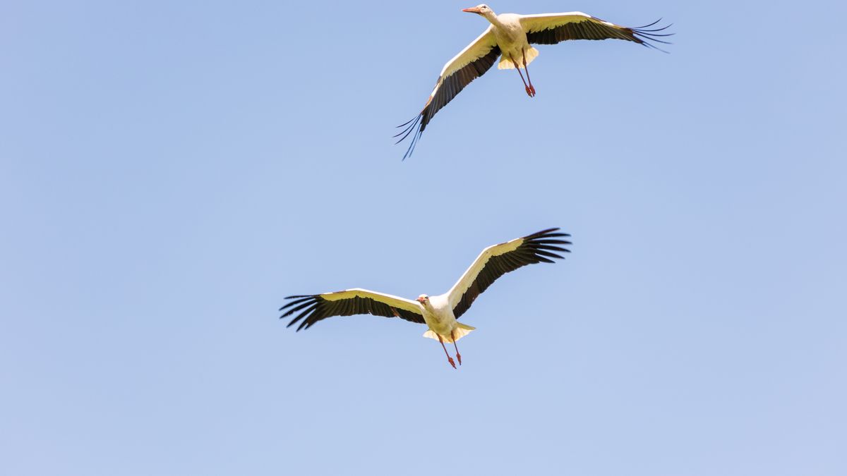 Lecą w kierunku naszego kraju 