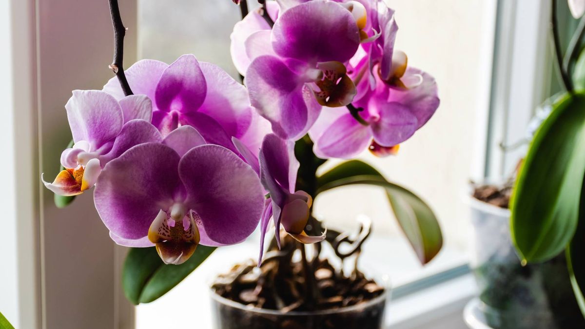 Jak uratować storczyka?