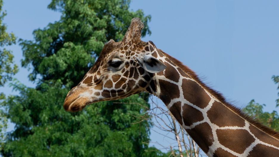 Narodziny żyrafy w zoo