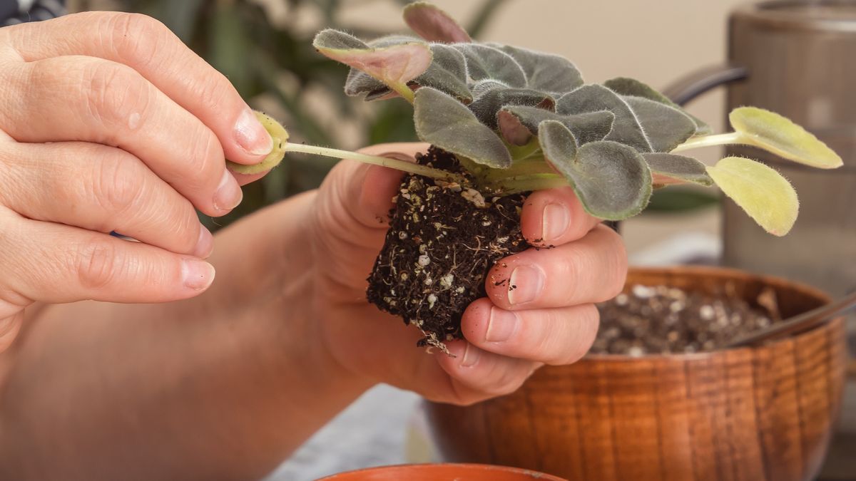 Twoje rośliny więdną i usychają? Ten trik je uratuje