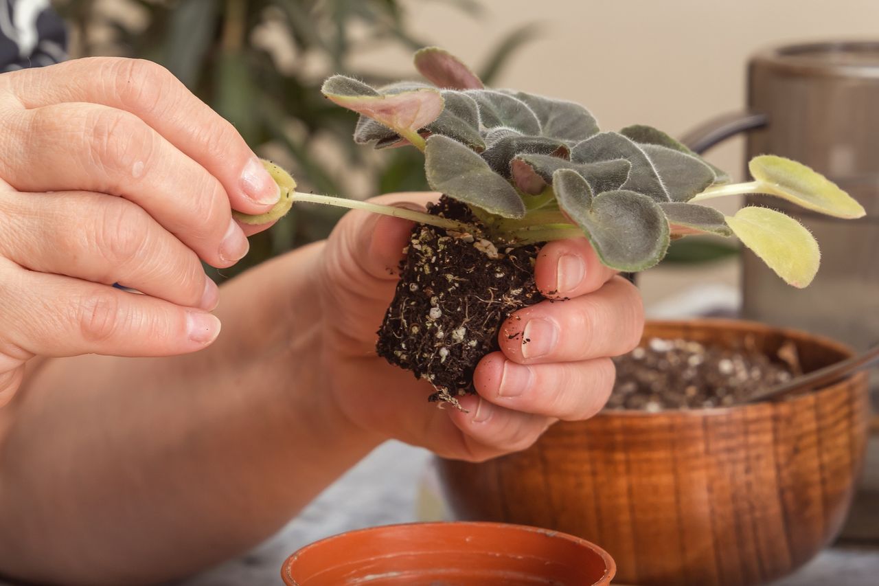 Reviving wilting plants with a TikTok trick: why sushi sticks can be your green thumb's best friend