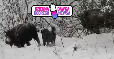 "Piękna rodzinka". Wideo z Bieszczadów robi furorę