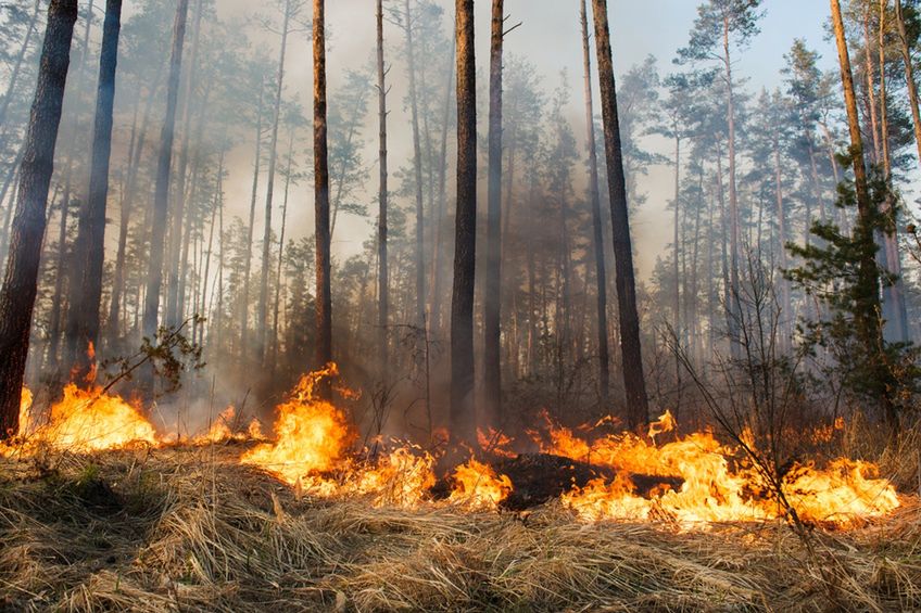 Pożar lasu w Ostrowcu Świętokrzyskim