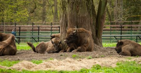Puszcza Białowieska. Najstarszy las w Polsce i jego naturalne bogactwa