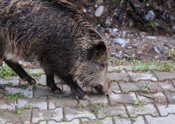 Lębork: Coraz więcej chorych dzików. Kolejne ogniska ASF