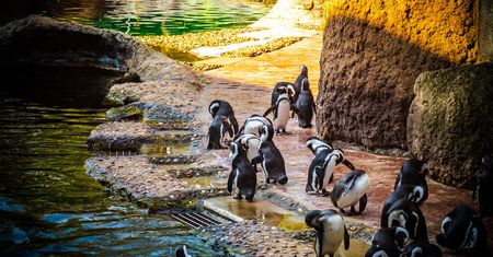 Baby boom we wrocławskim zoo. Na świat przychodzi coraz więcej zwierząt
