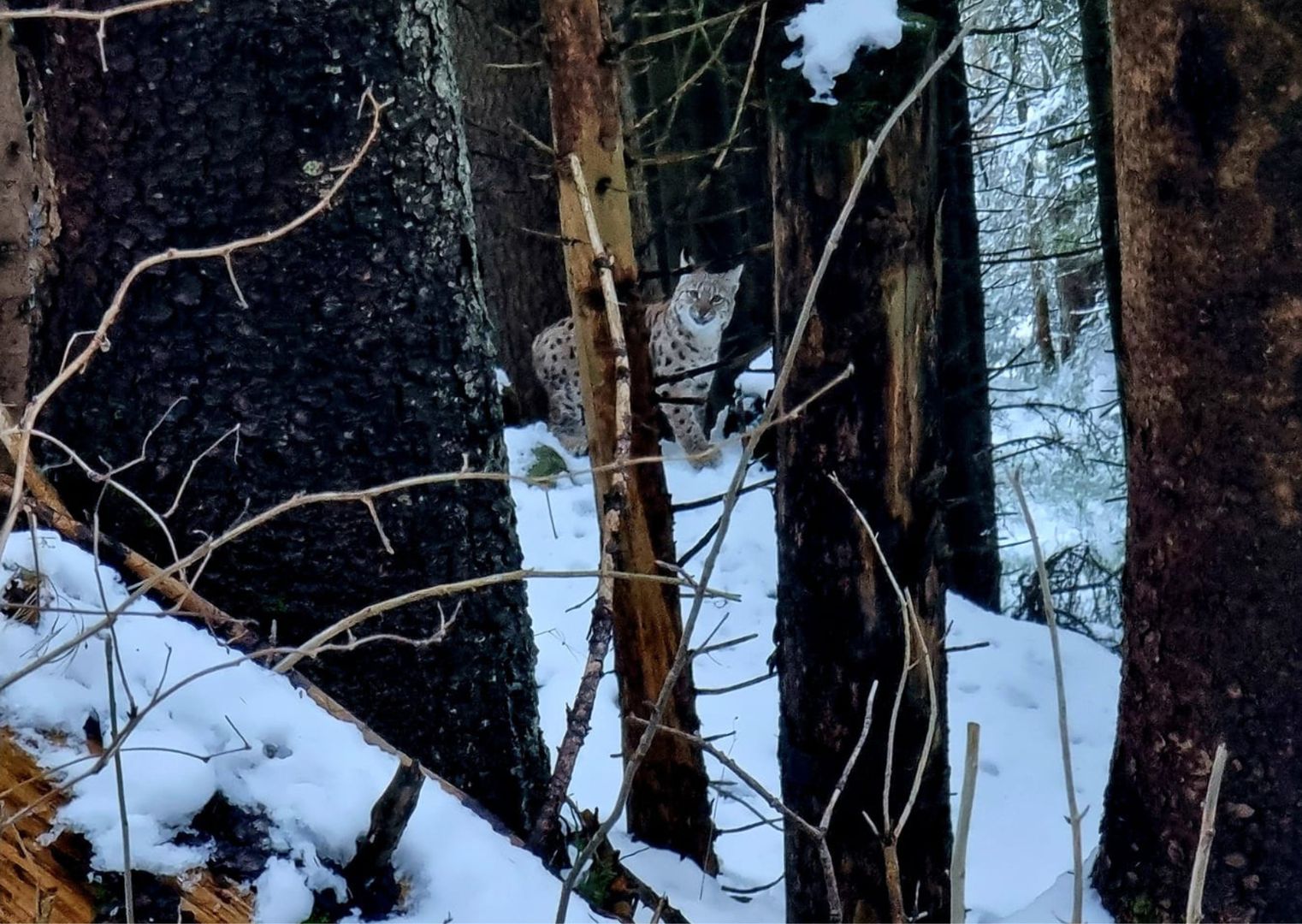 Niecodzienne spotkanie w Tatrach. Turystka chwyciła za aparat