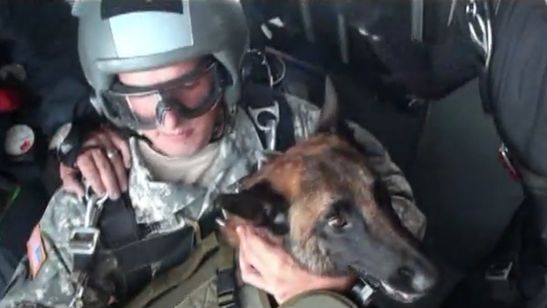 Jak skacze psi żołnierz spadochroniarz? [wideo] 1