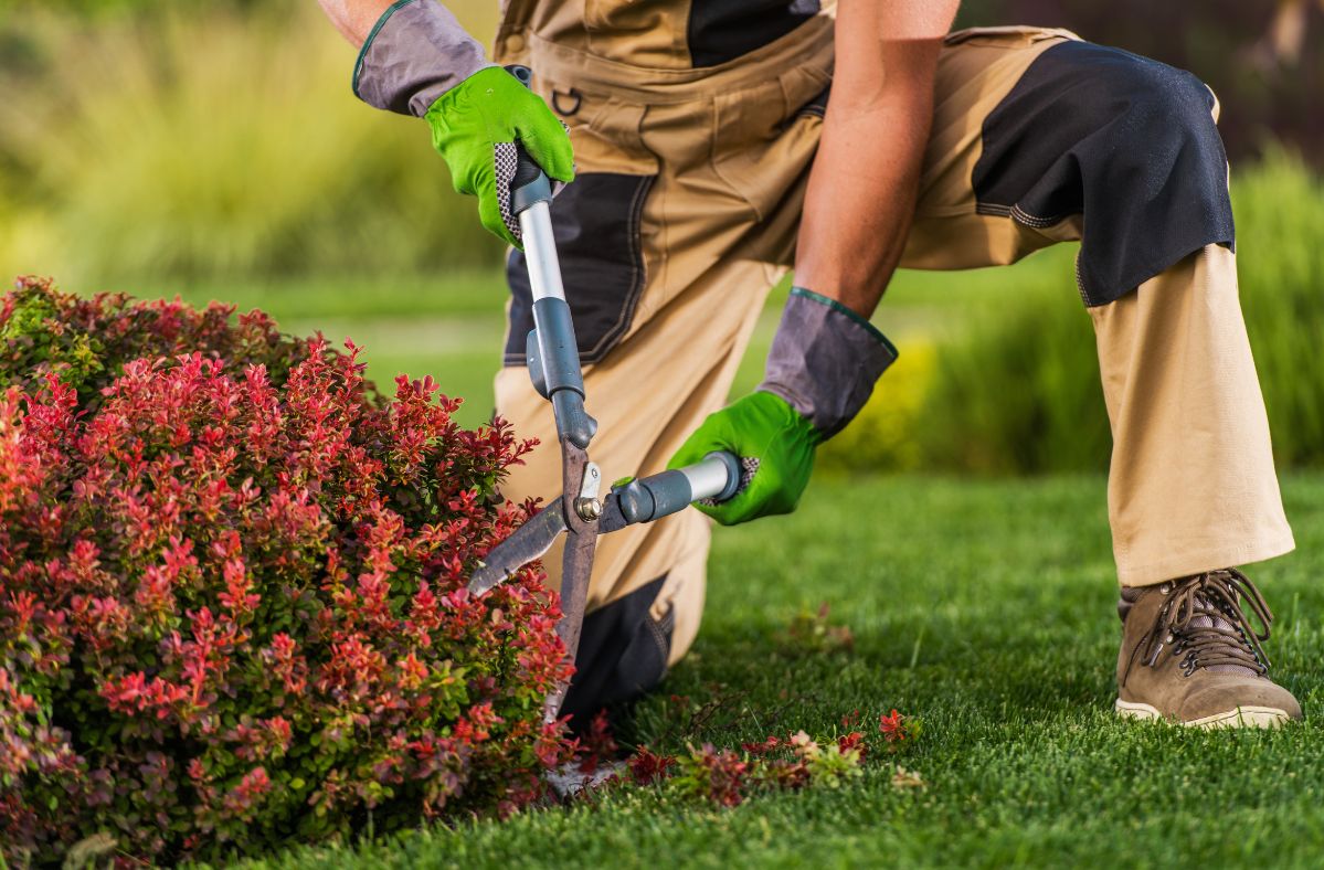 2023's deadliest garden plant - watch out, it's popular in the US