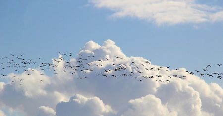 Najpierw koronawirus, a teraz to?! Lecą w kierunku Polski