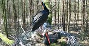 Niezwykłe nagrania. Zachwycają nawet Amerykanów, Węgrów i Norwegów