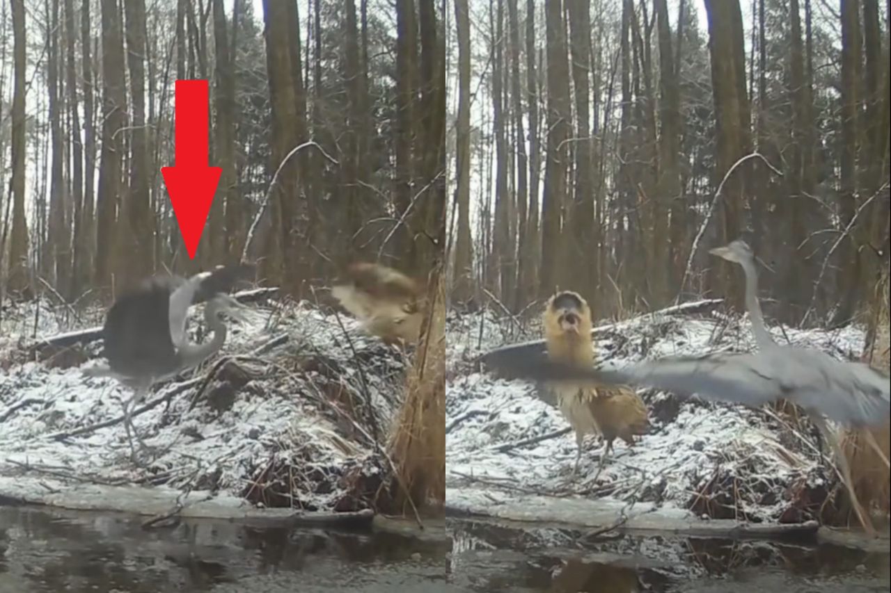 Bąk w polskim lesie. Ale awantura