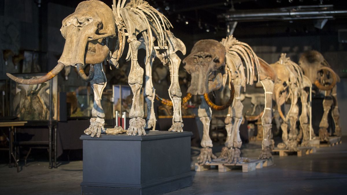 Nowa teoria na temat wyginięcia mamutów