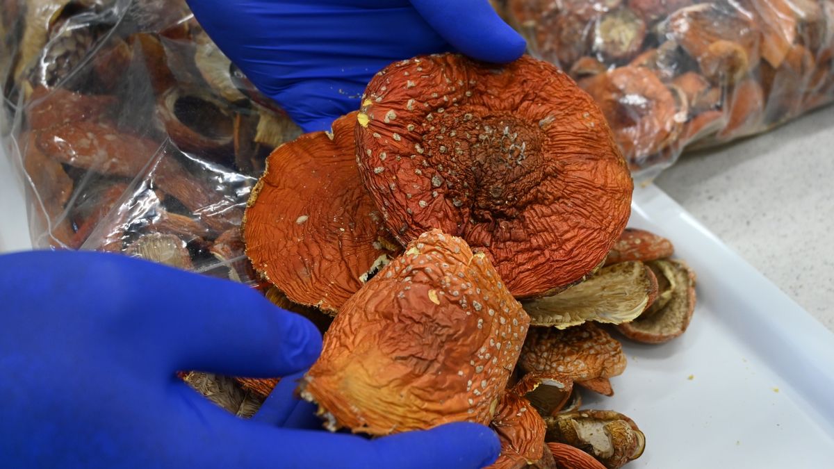 Próbę przemytu ponad 5 kg suszonych grzybów