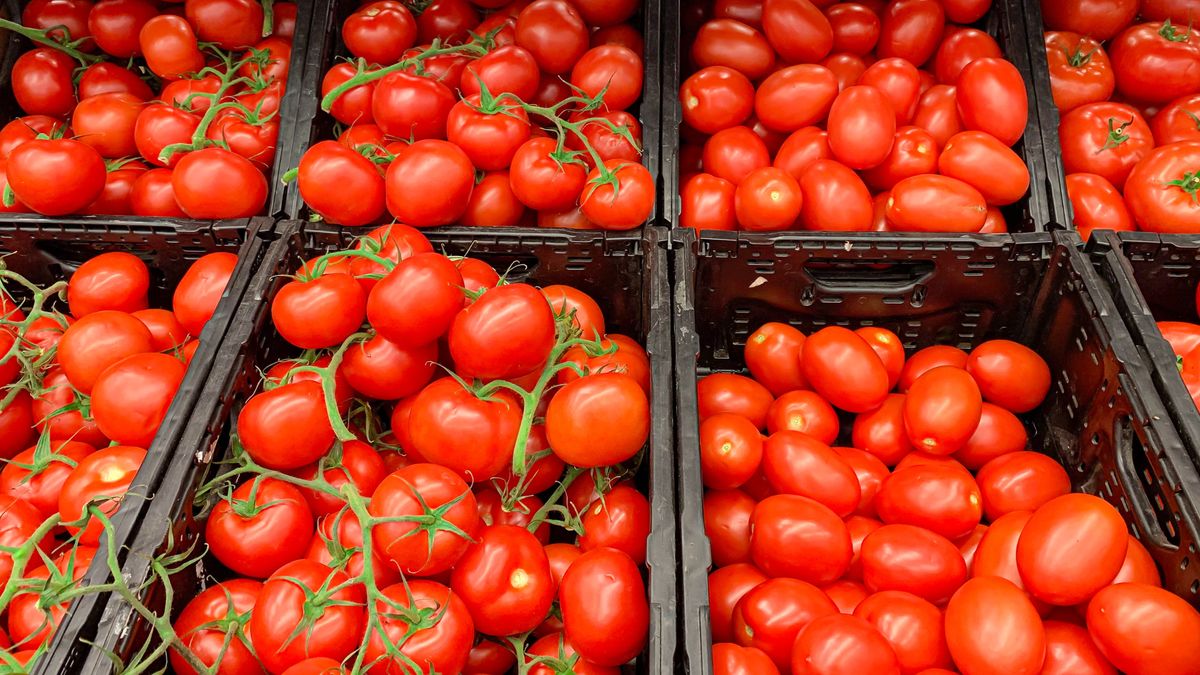 Ile kosztują krajowe pomidory?