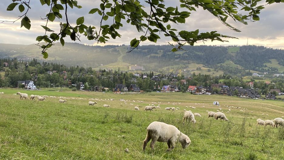 Widok z Drogi pod Reglami