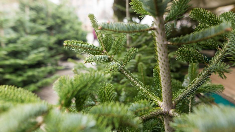 PLAC WIELKOPOLSKI, SPRZEDAZ CHOINEK