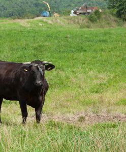 Śledczy w szoku. Byk z Pomorza zabił nie jedną a dwie osoby