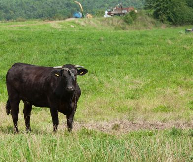 Śledczy w szoku. Byk z Pomorza zabił nie jedną a dwie osoby