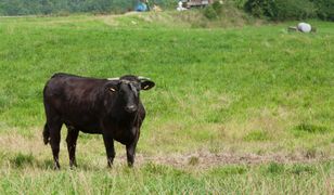 Śledczy w szoku. Byk z Pomorza zabił nie jedną a dwie osoby