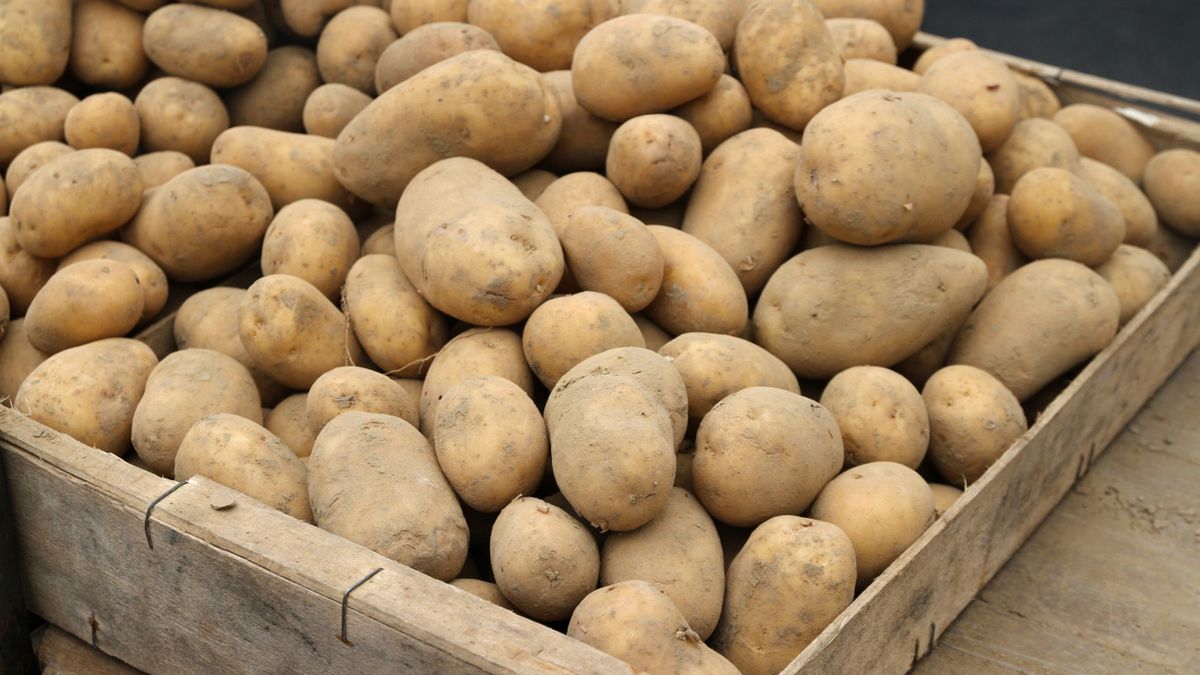 Europa kupuje na potęgę polskie ziemniaki