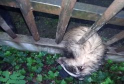 Warszawa. Borsuk utknął w metalowym ogrodzeniu