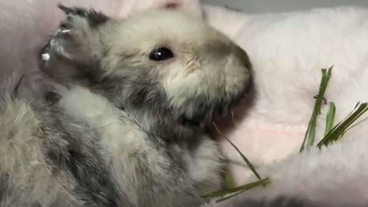 Konieczna amputacja łapek. Trwa walka o życie Marcysia