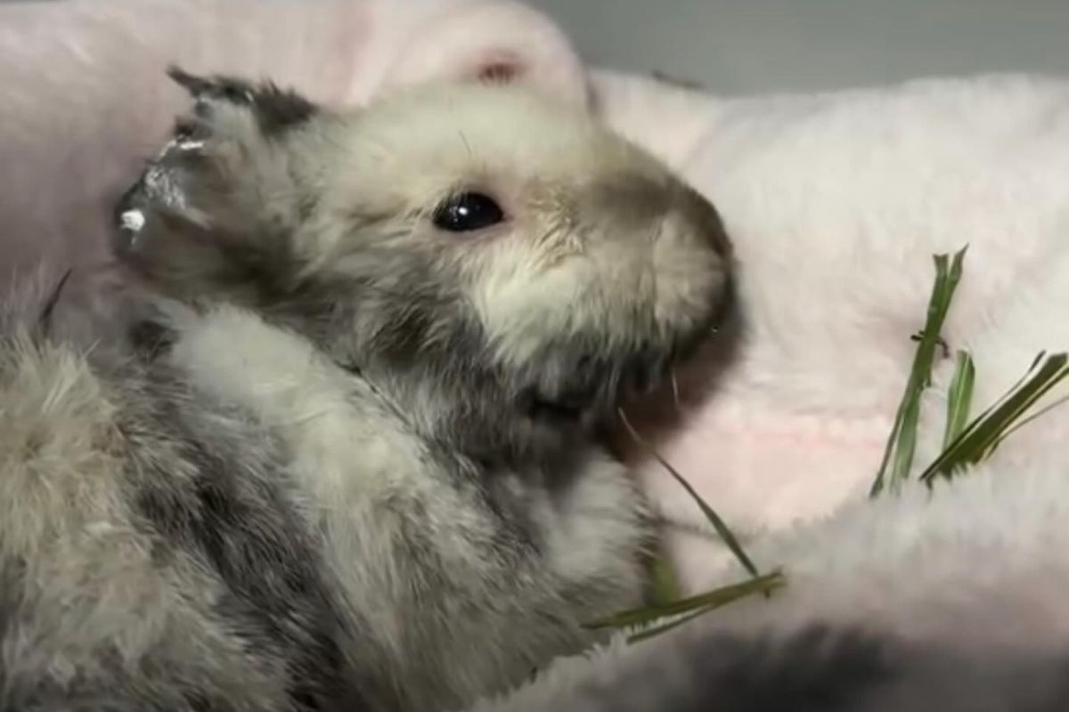 Konieczna amputacja łap. Marcyś został skatowany i porzucony