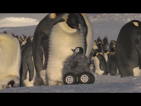 BBC fotografuje i nagrywa filmy... sztucznym pingwinem