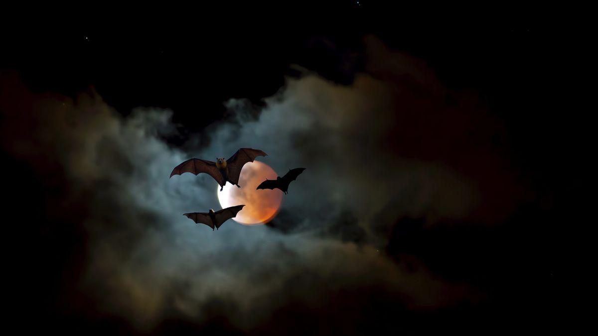 Najnowsze filmy o wampirach – horrory, thrillery, dramaty, komedie, animacje 1