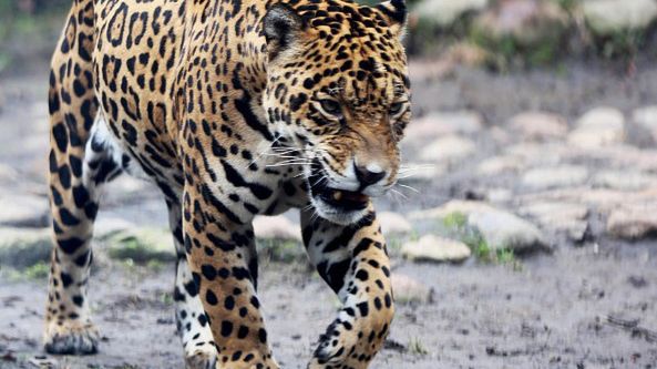 Skarmianie zwierząt to jeden z pomysłów na ratowanie ogrodów zoologicznych.