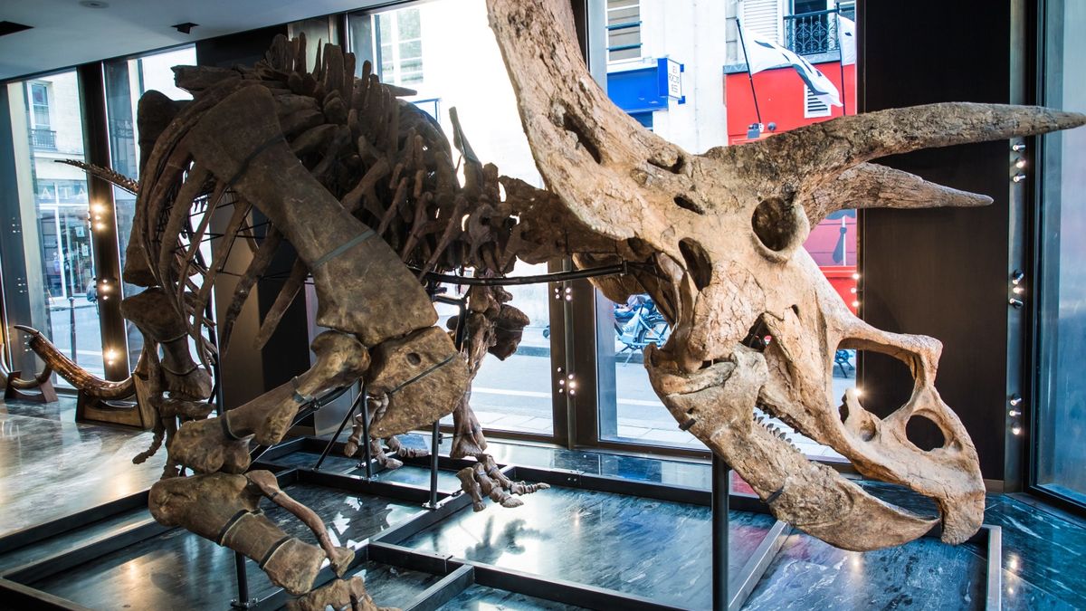 "Big John" ma trafić na aukcję w domu aukcyjnym Drouot Paris dokładnie 21 października 