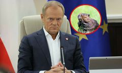 Wraca temat bobrów. Tusk się tłumaczy