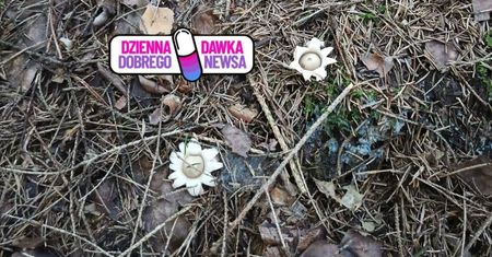 Niezwykłe odkrycie w lesie. Wygląda jak z innej planety