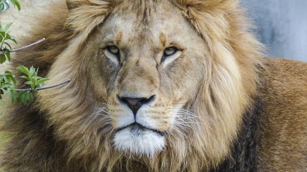 Horoskop dla Lwów na maj 2025. Co gwiazdy przepowiadają Twojemu znakowi zodiaku w tym miesiącu?