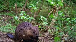 Pierwsza tama od 400 lat. Bobrzy sukces w Wielkiej Brytanii
