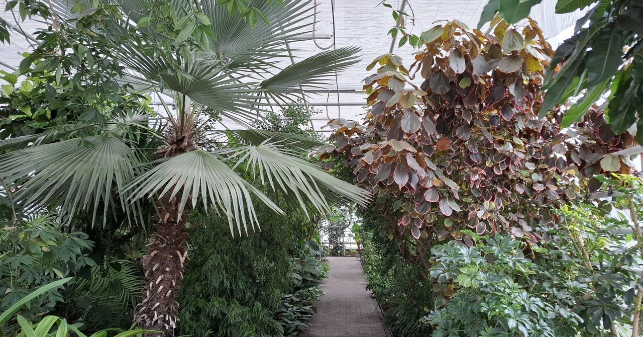 Bydgoszcz: Spadł śnieg, a tu rosną banany, pomarańcze, limonki i palmy