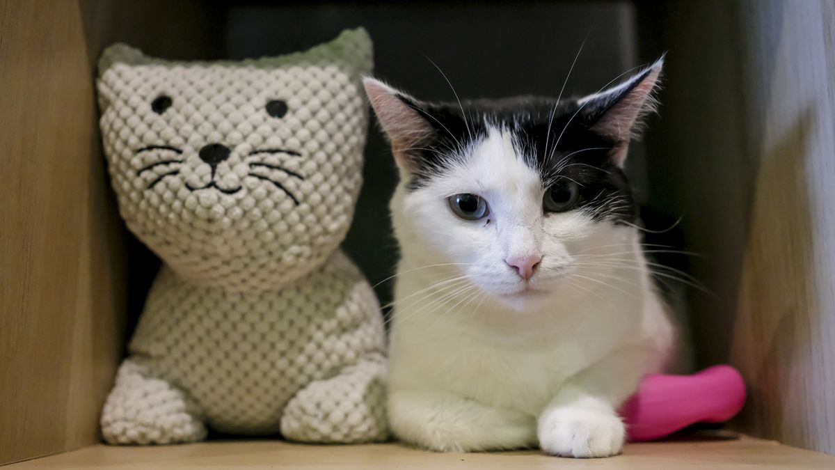 BRUSSELS, BELGIUM - APRIL 23: A cat is seen at the cat cafe in Brussels, Belgium on April 23, 2023. Cat cafe offers its visitors the opportunity to bond with and adopt cats while pet animals, and plays an important role in solving the stray animal problem. While "cat cafes" opened in Italy for the first time are becoming more and more common in Europe, the cat cafe in Brussels attracts great attention from animal lovers. (Photo by Laia Ros/Anadolu Agency via Getty Images)