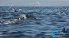 ''Super stado'' delfinów. Niecodzienny widok