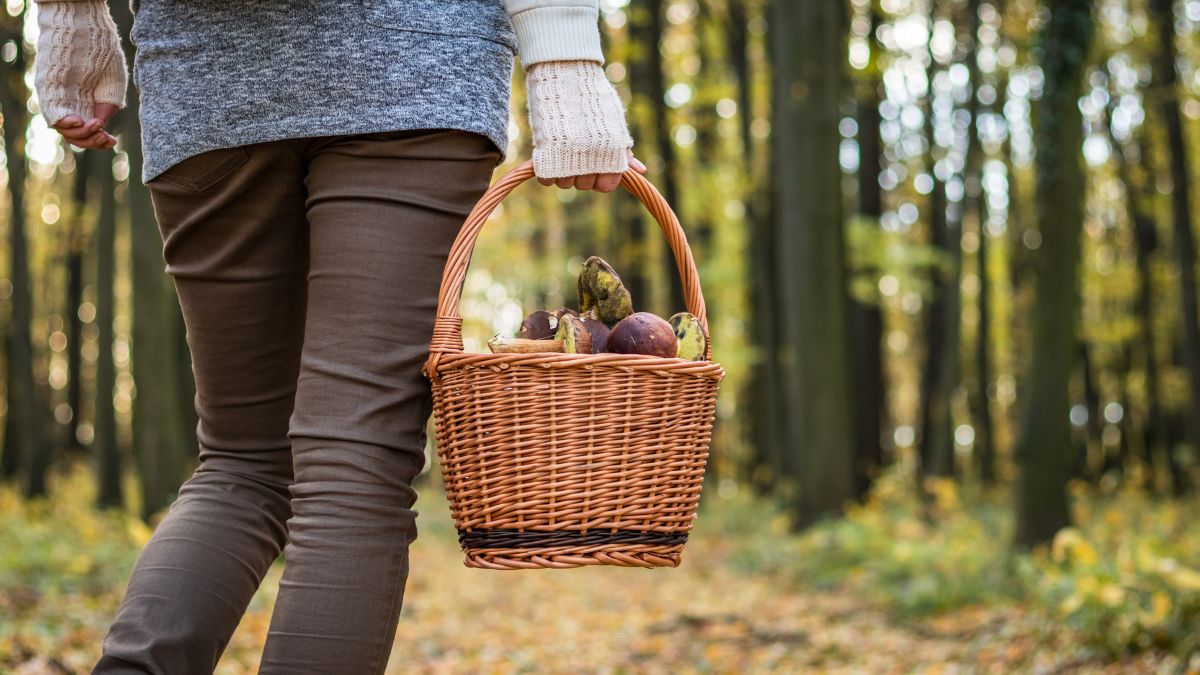 Wybierając się na grzyby, należy zachować szczególną ostrożność