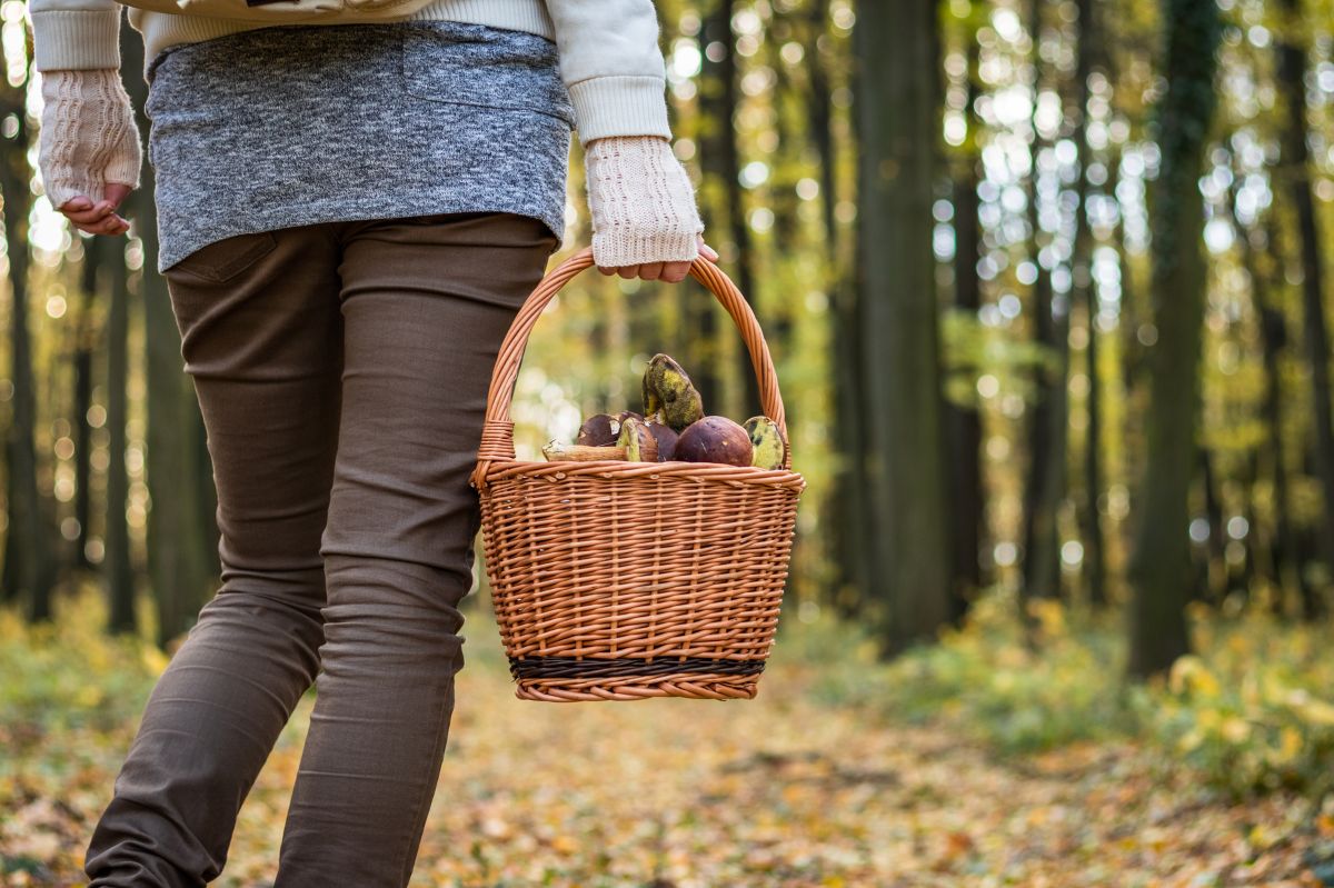 Polacy zbierają je na potęgę. Myślą, że po obgotowaniu stają się jadalne, a to błąd