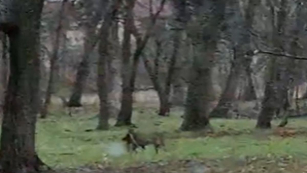 Widzicie to? Taki widok ujrzeli kierowcy przejeżdżający nieopodal przedszkola