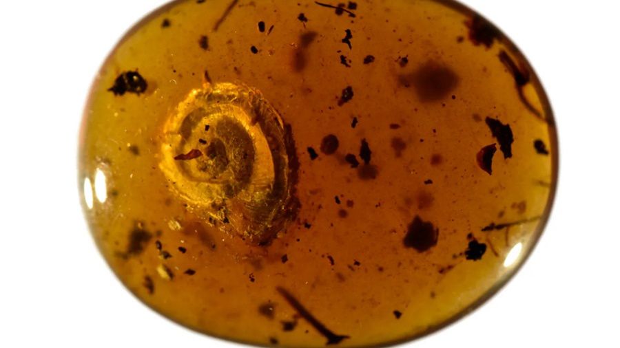 IFLScience, fot. Senckenberg