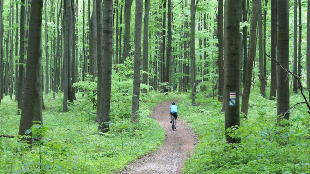 Zakaz wstępu do lasu. Leśnicy prowadzą oprysk