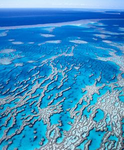 Niebezpieczne zjawisko w Wielkiej Rafie Koralowej. Eksperci poważnie zaniepokojeni