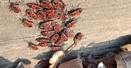Plaga czerwonych owadów. Opanowały plac w centrum Szczecina